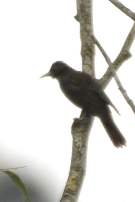 Maroon Oriole - ML645210276