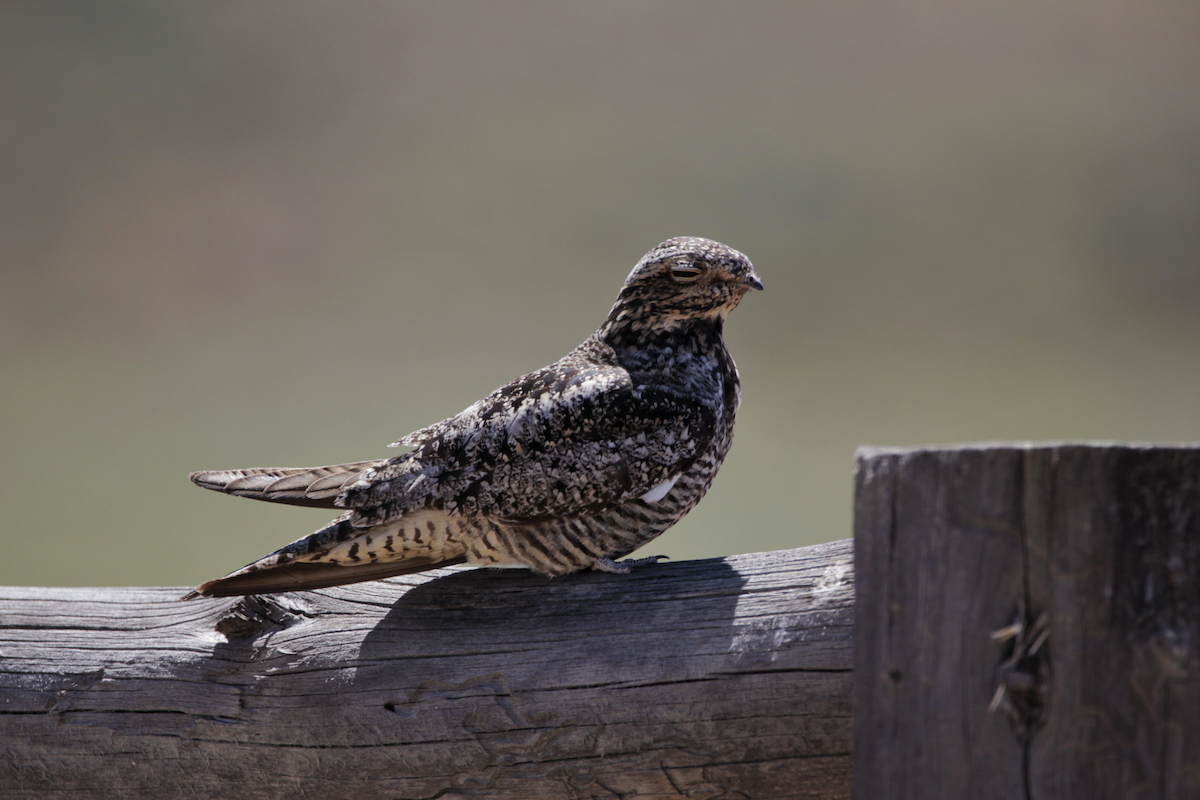 Common Nighthawk - ML645210277