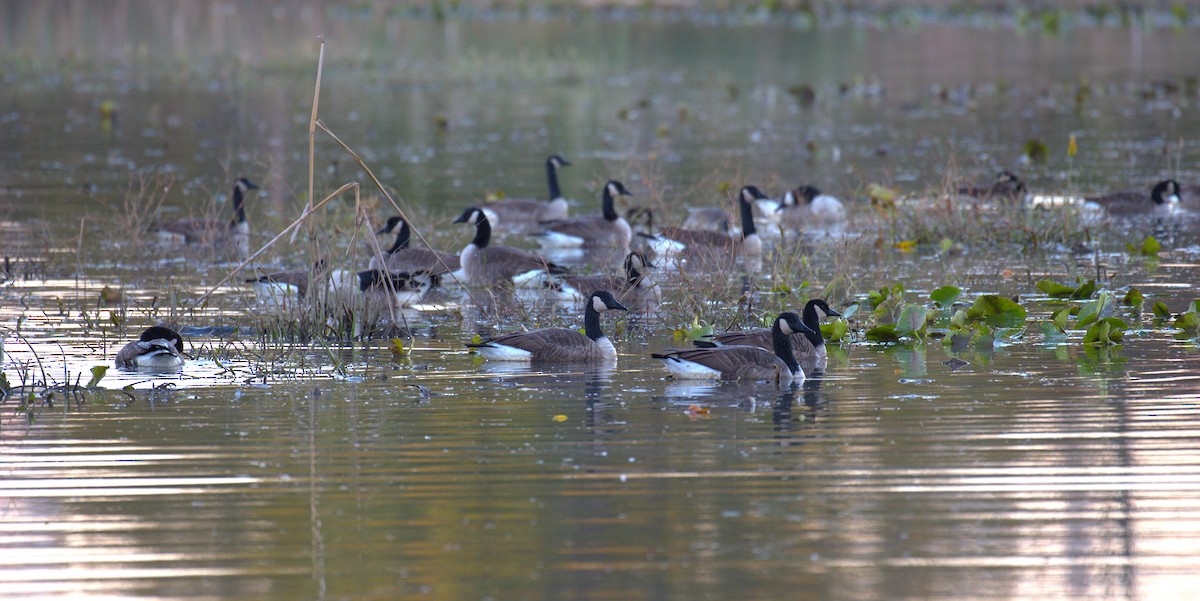 Canada Goose - ML645210279