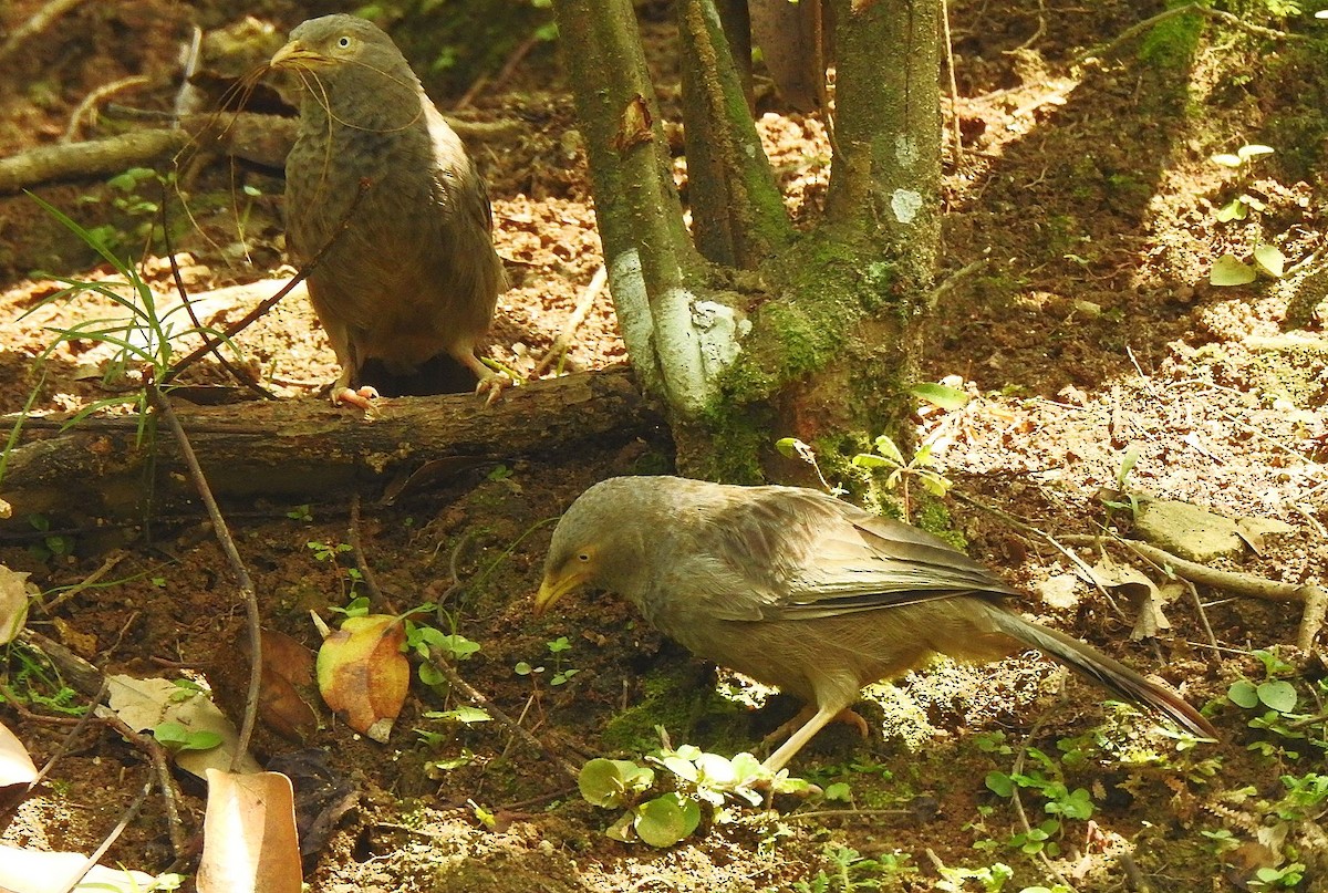 Yellow-billed Babbler - ML645210280
