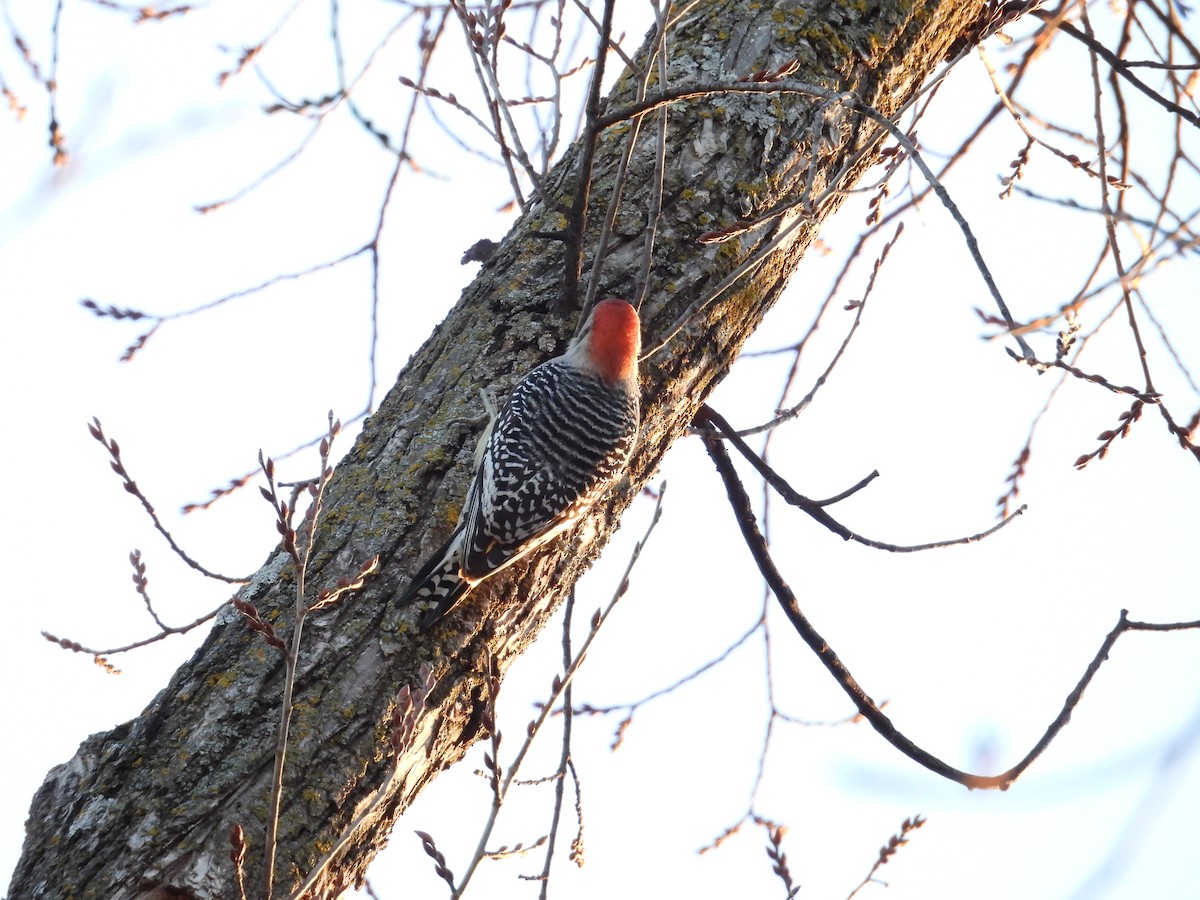 Red-bellied Woodpecker - ML645210281