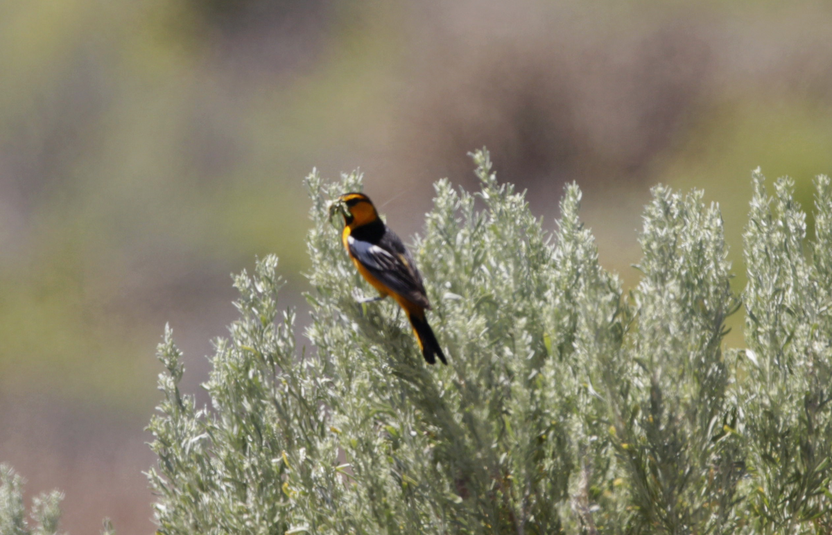 Bullock's Oriole - ML645210283
