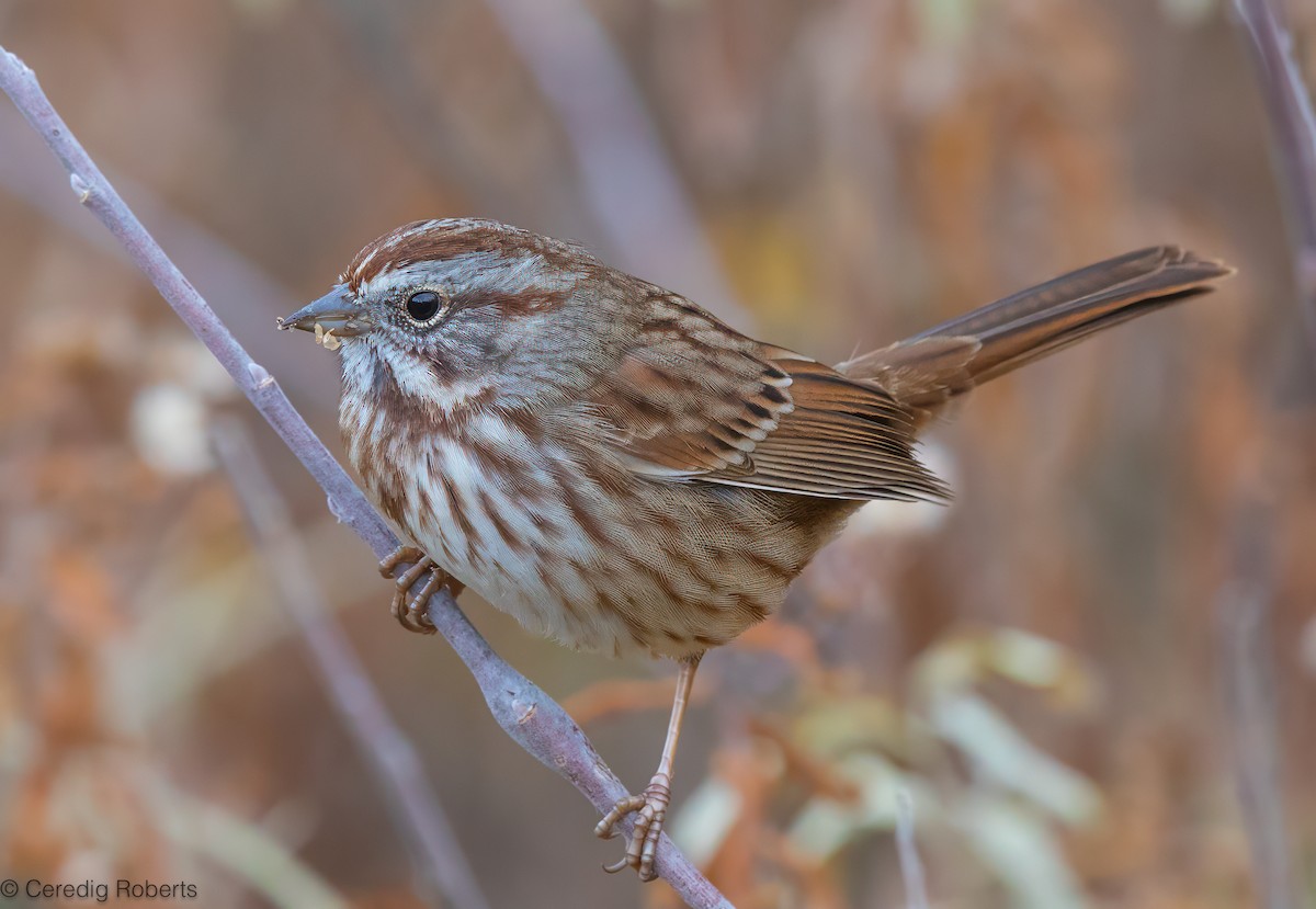Song Sparrow - ML645210284
