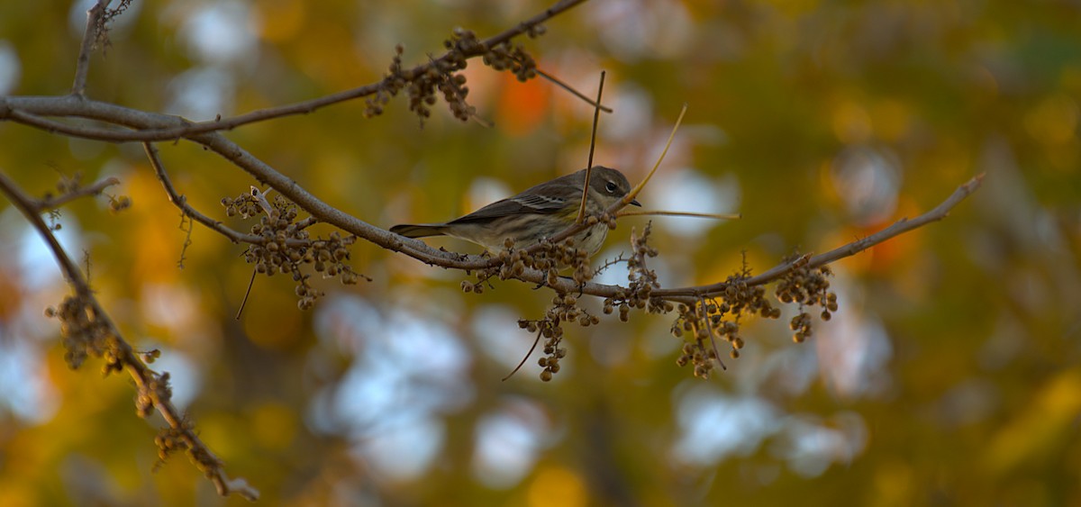 Yellow-rumped Warbler - ML645210285