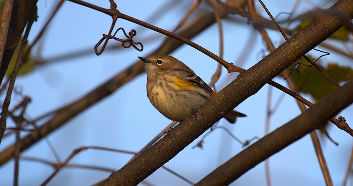 Yellow-rumped Warbler - ML645210286