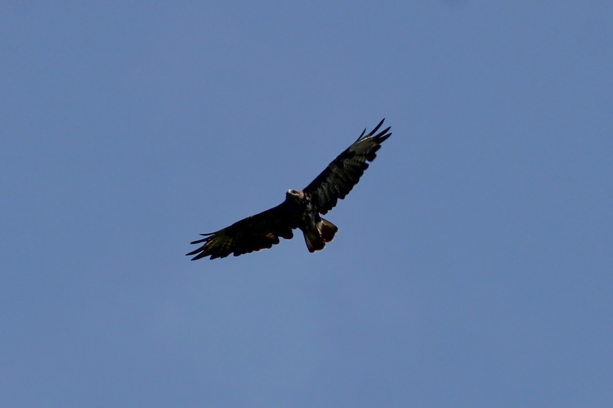 Common Buzzard - ML645210287