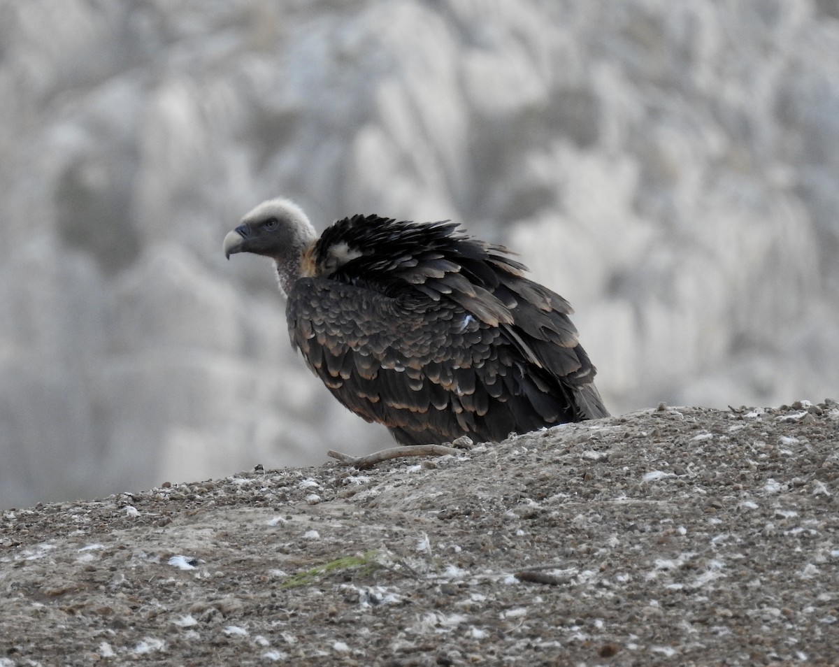 sup krahujový - ML645210295