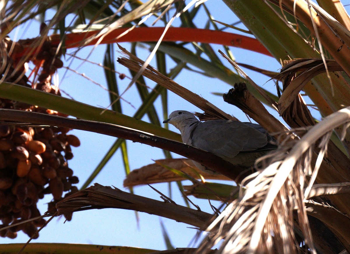 hrdlička zahradní - ML645210299