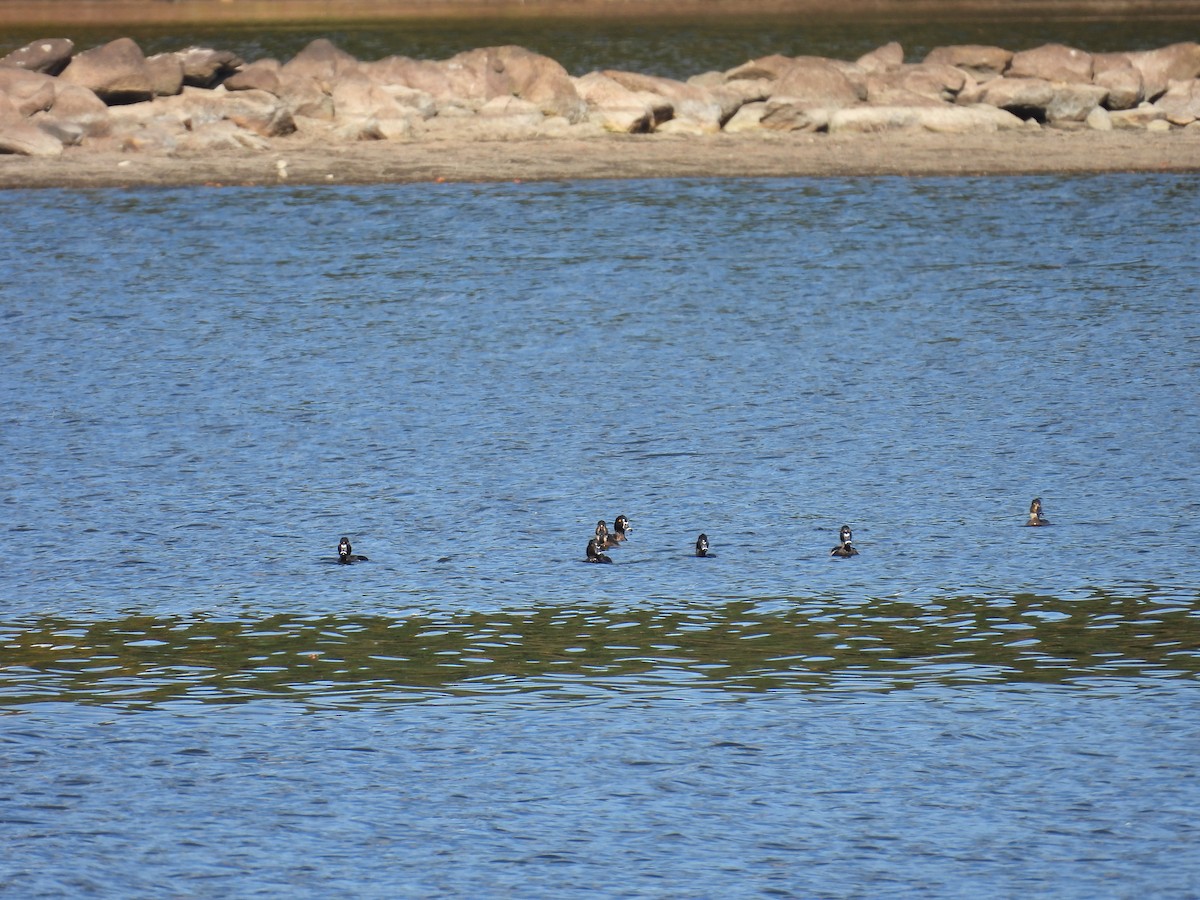 Ring-necked Duck - ML645210301