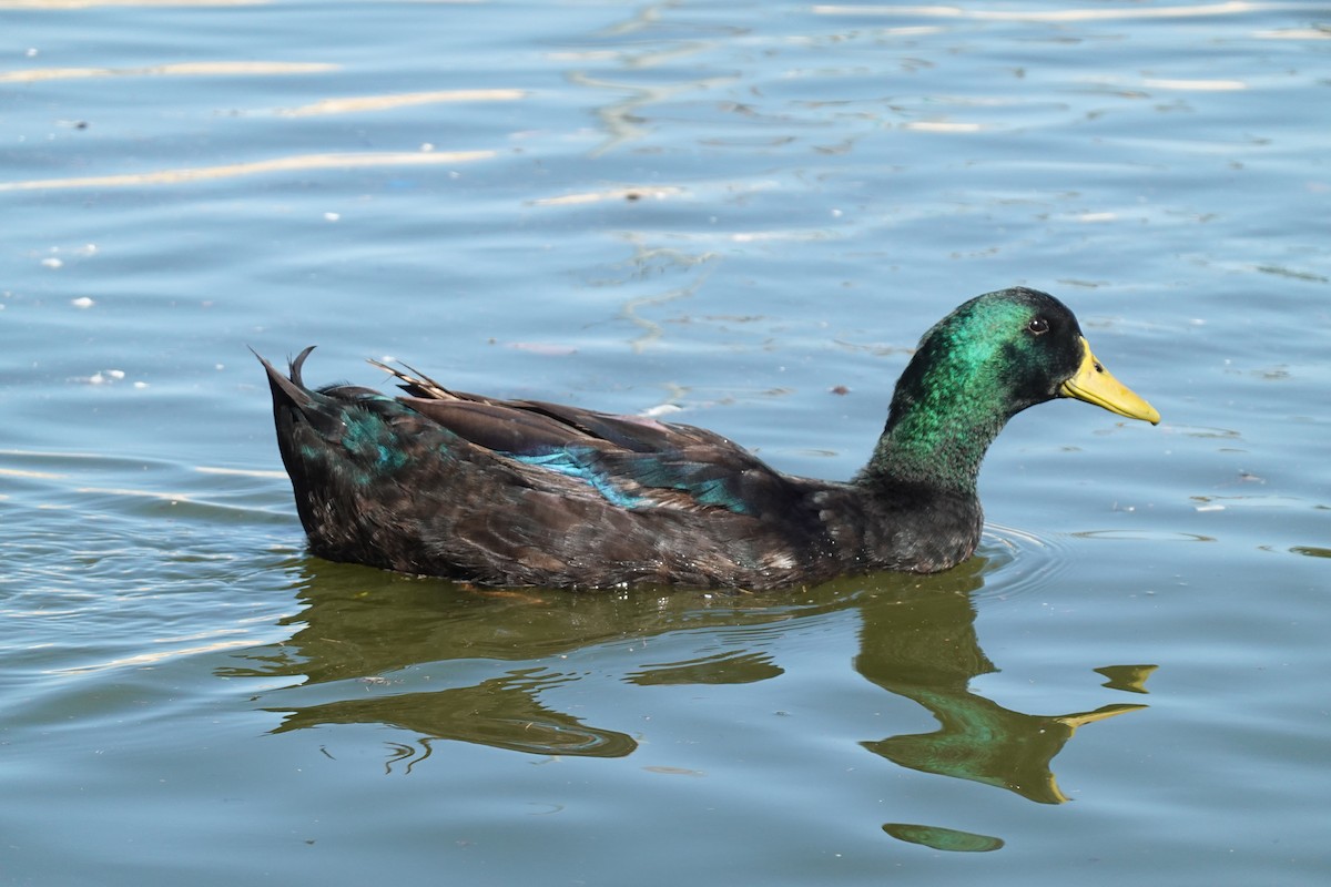 Muscovy Duck x Mallard (hybrid) - ML645210308