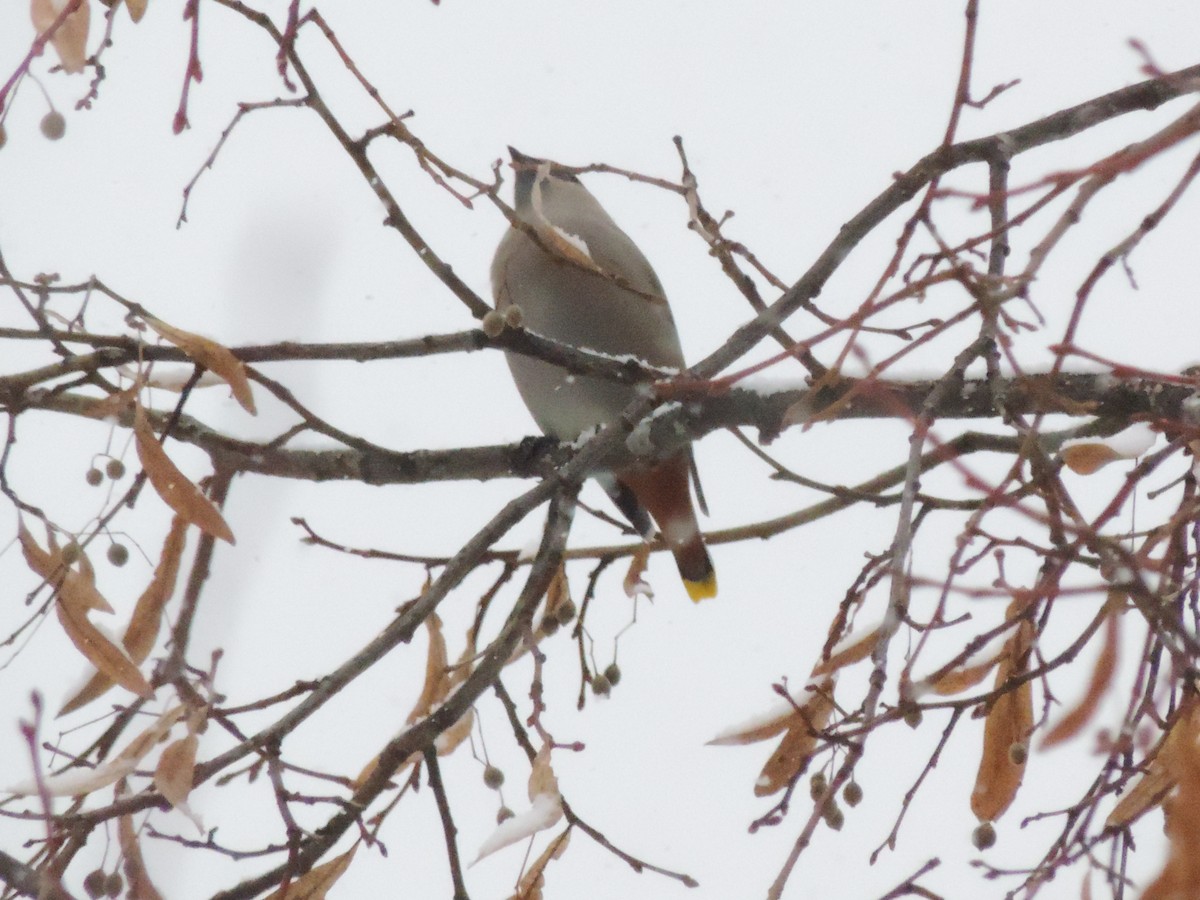 Bohemian Waxwing - ML645210310