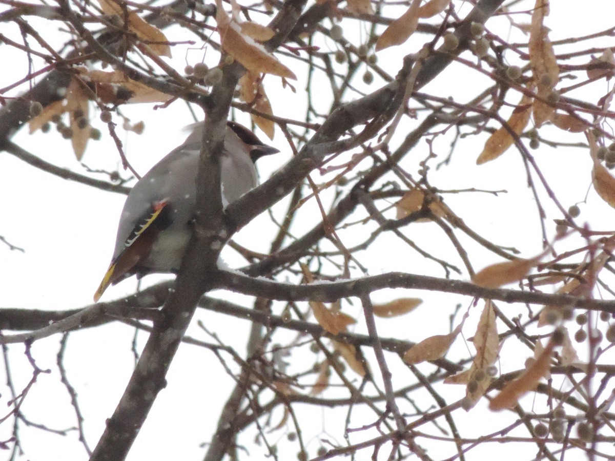 Bohemian Waxwing - ML645210311