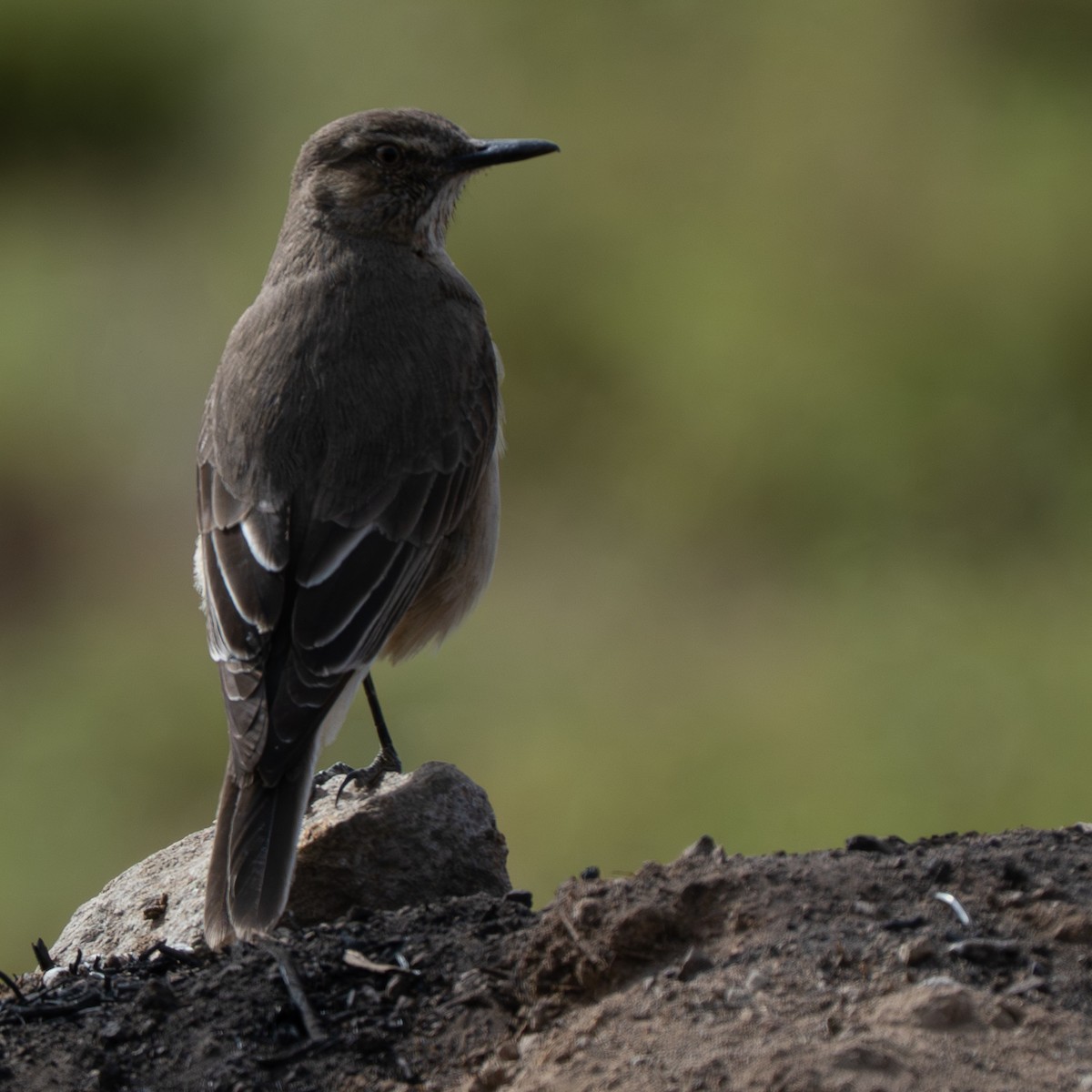 Горный гаучо - ML645210314