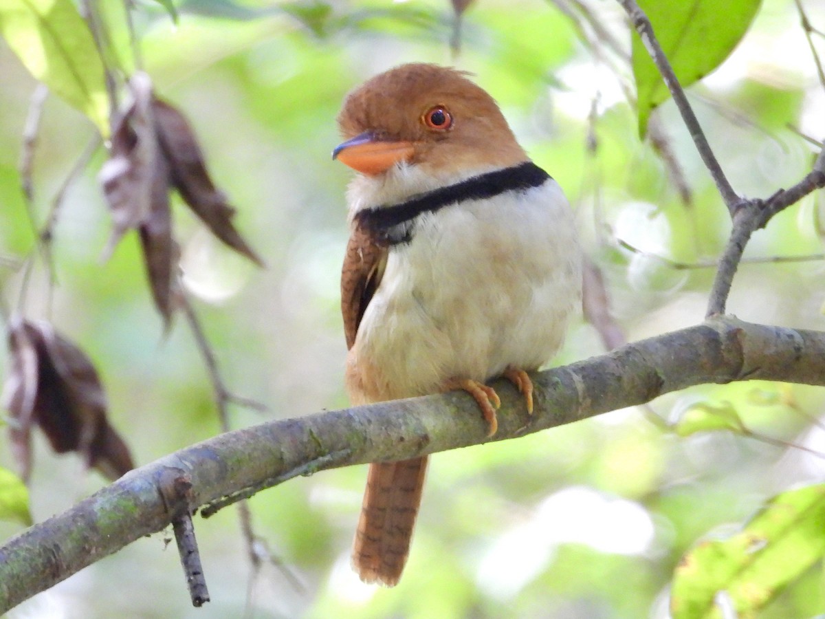 Ошейниковая пуховка - ML645210316