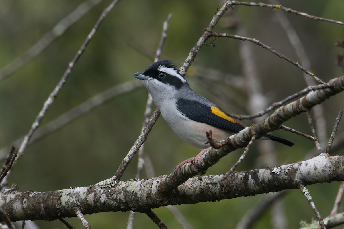 White-browed Shrike-Babbler (Blyth's) - ML645210328