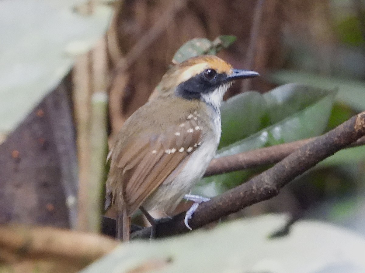 White-browed Antbird - ML645210359