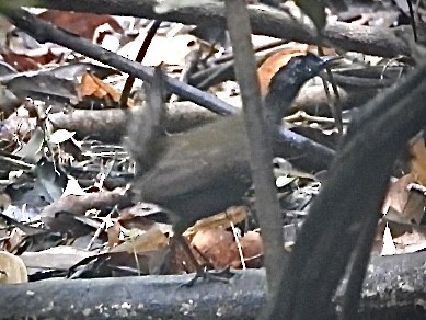 Rufous-capped Antthrush - ML645210362