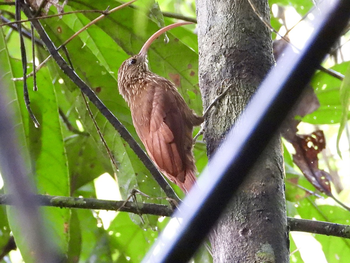 Red-billed Scythebill - ML645210371
