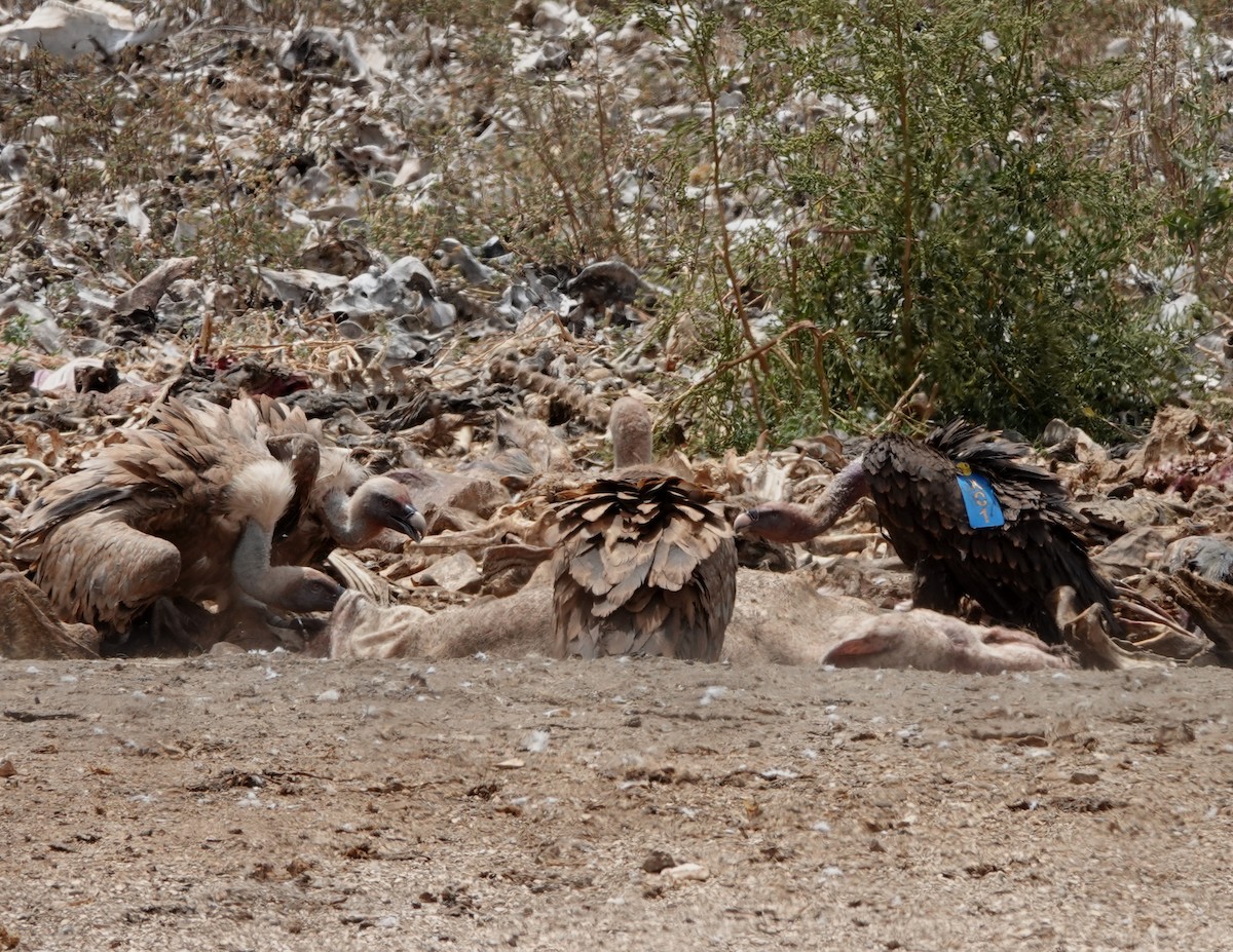 sup krahujový - ML645210376