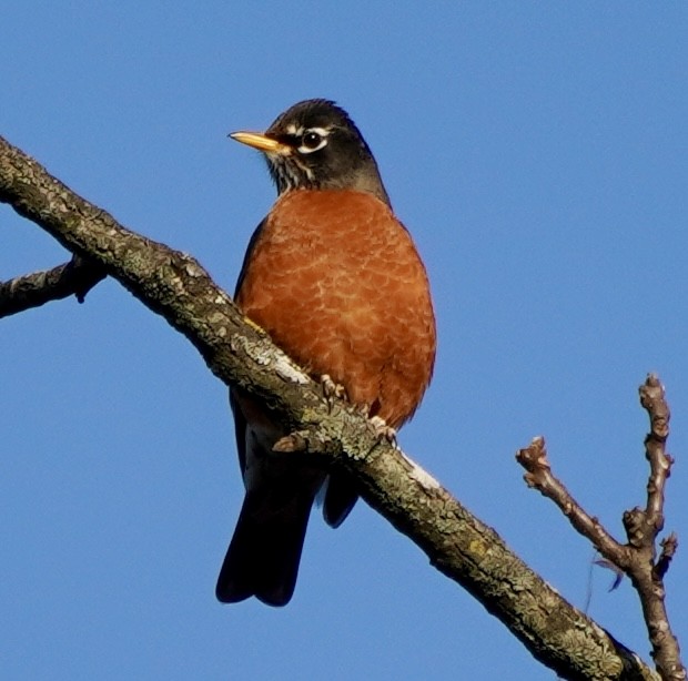 Странствующий дрозд - ML645210388