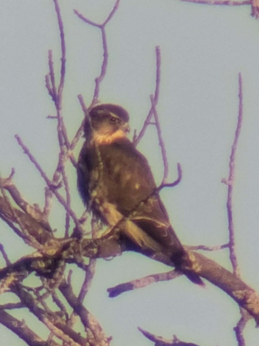 dřemlík tundrový - ML645210397