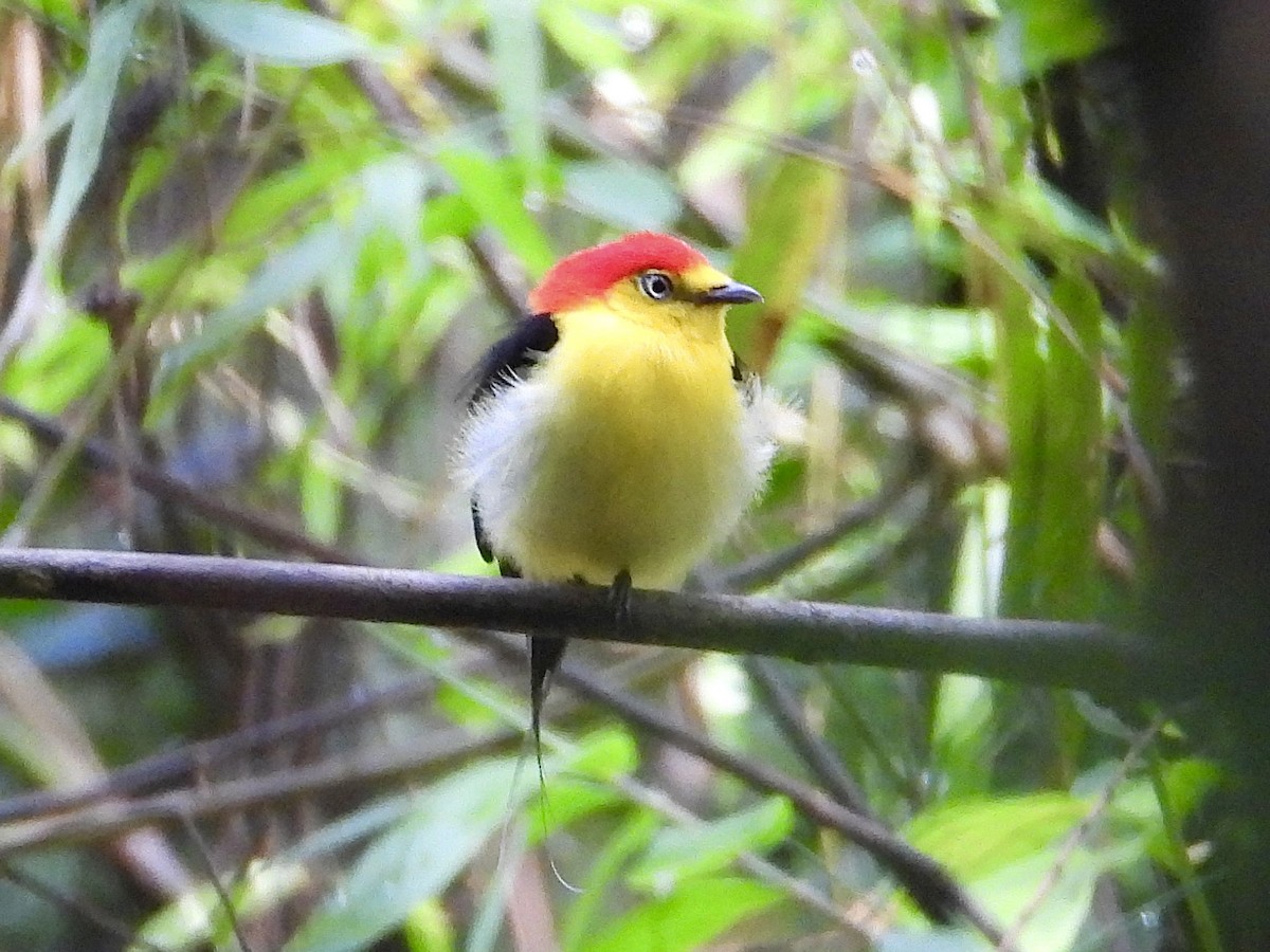 Wire-tailed Manakin - ML645210398