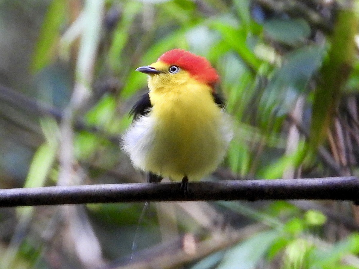 Wire-tailed Manakin - ML645210399