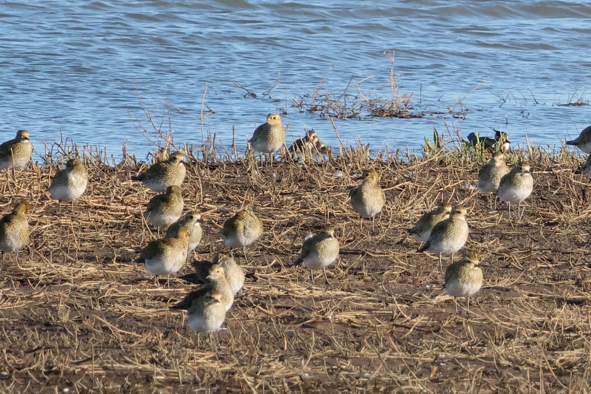 Сивка звичайна - ML645210406