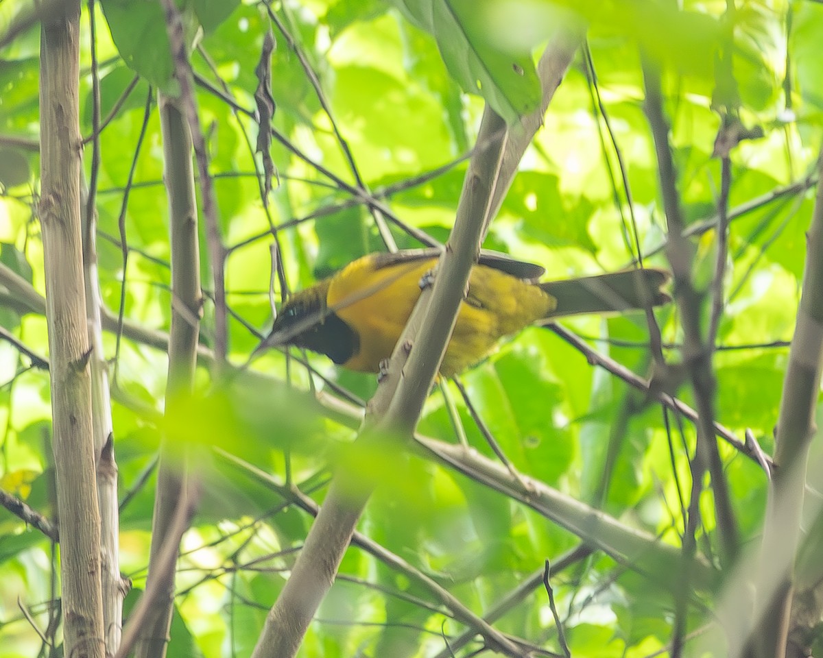 båndvingetrupial - ML645210412