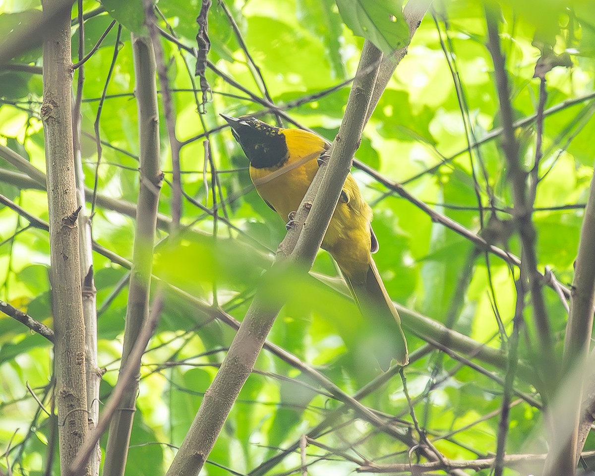 båndvingetrupial - ML645210413