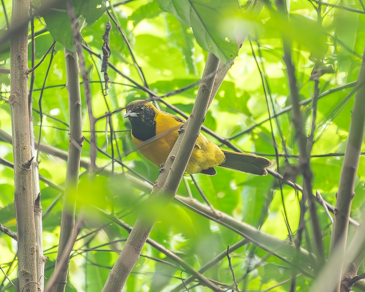 båndvingetrupial - ML645210416