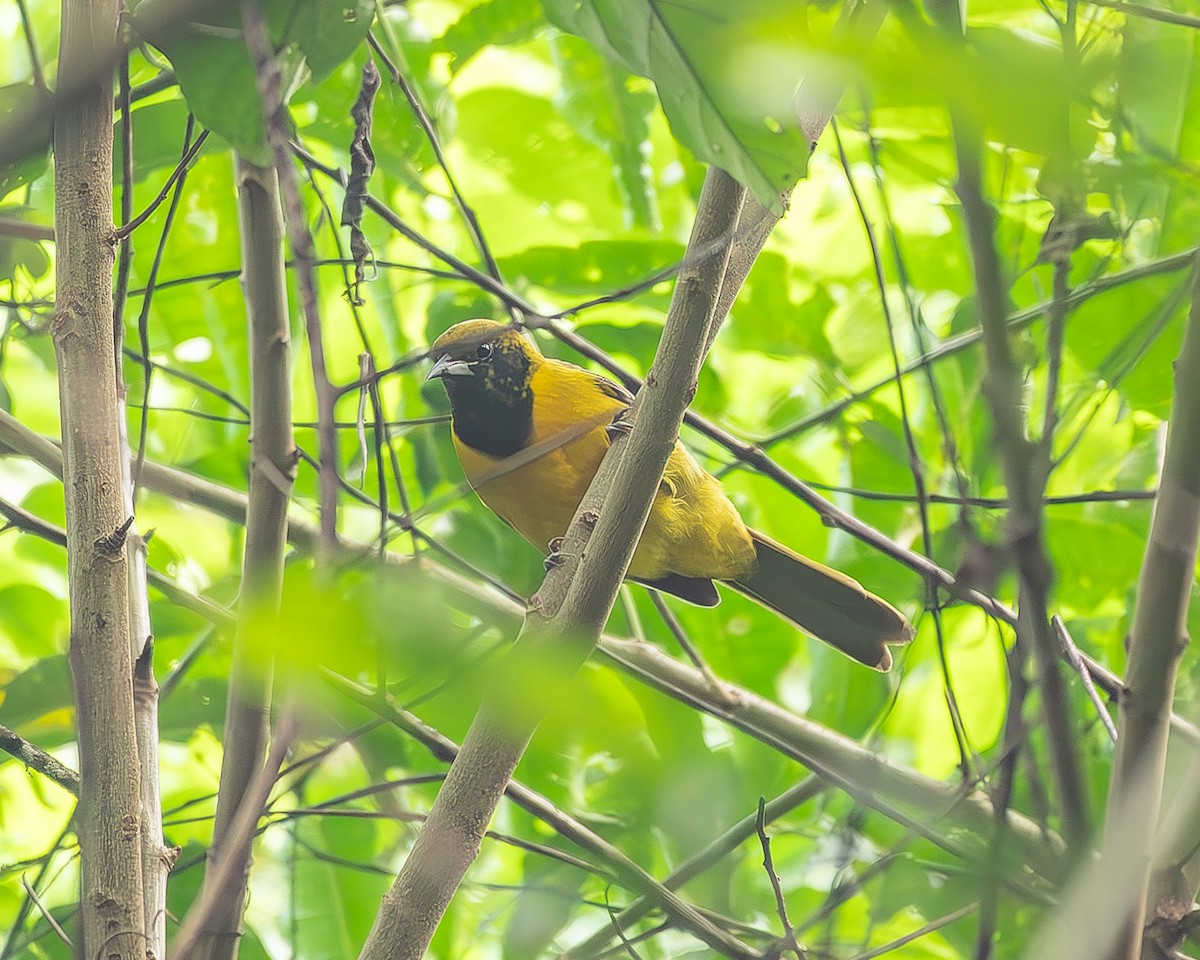 båndvingetrupial - ML645210417