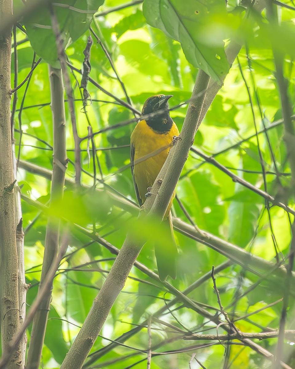 båndvingetrupial - ML645210418