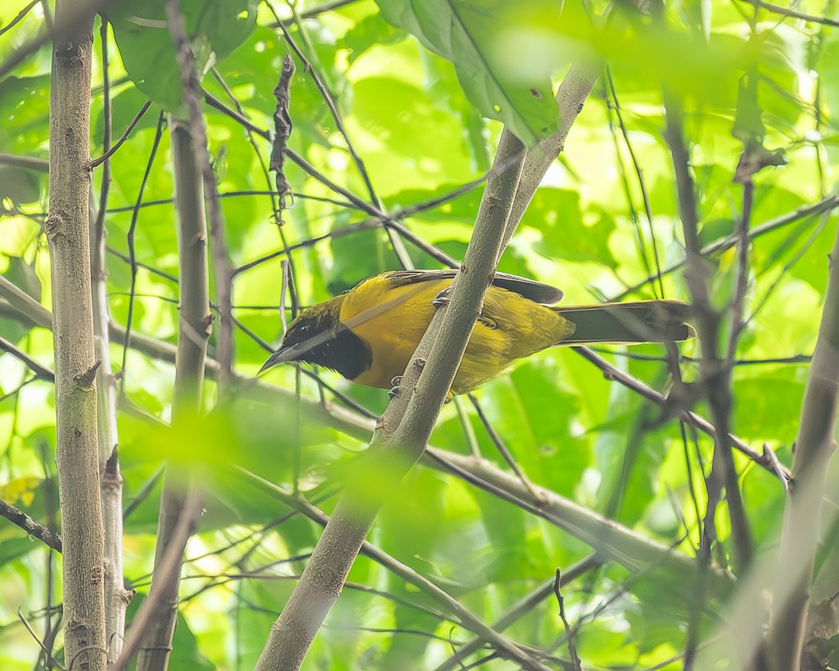 båndvingetrupial - ML645210419