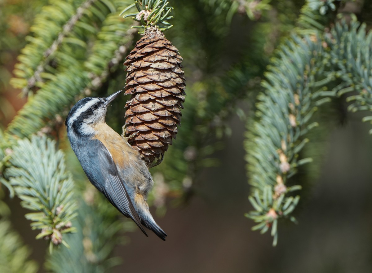 Rotbrustkleiber - ML645210438