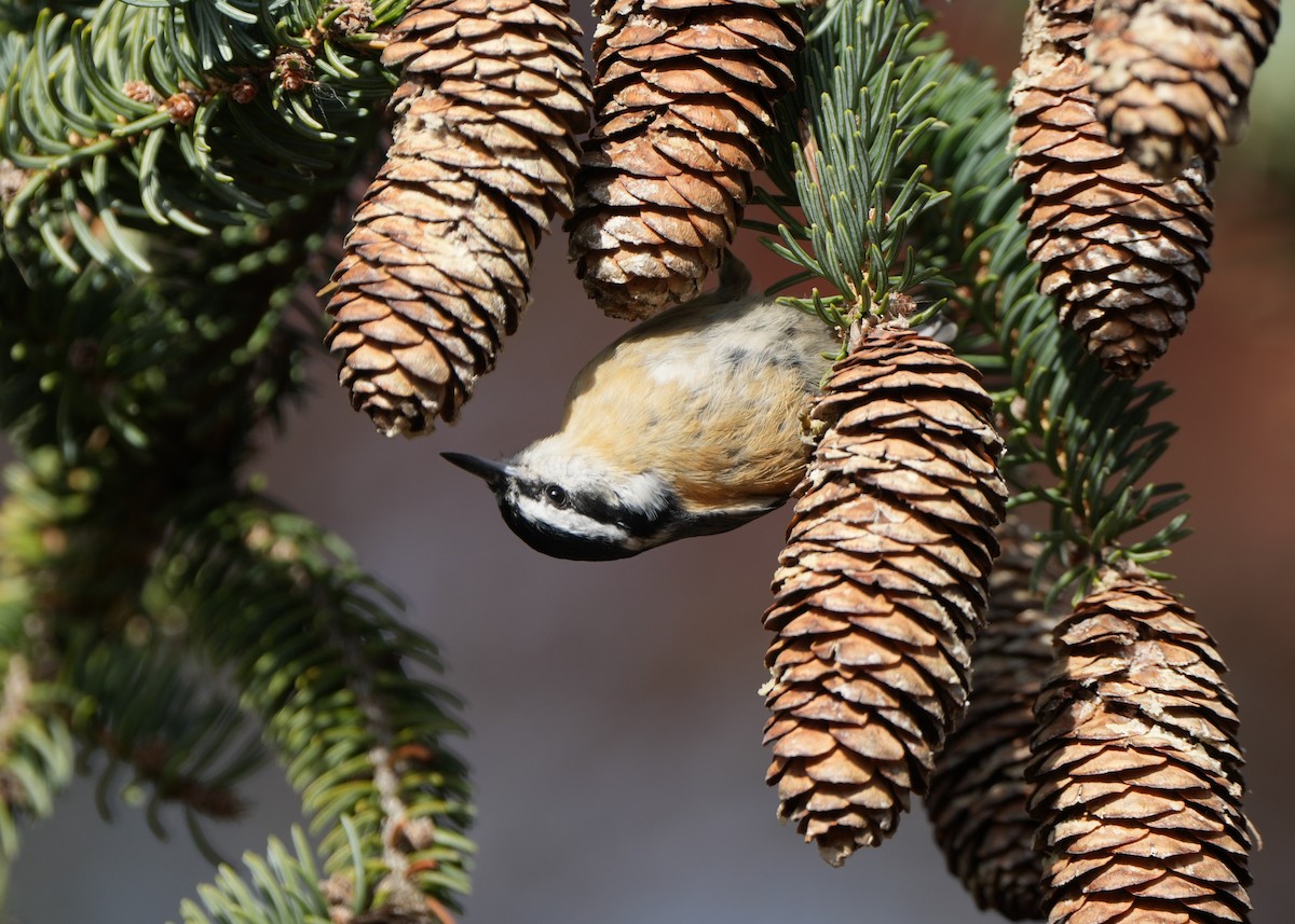 Rotbrustkleiber - ML645210439