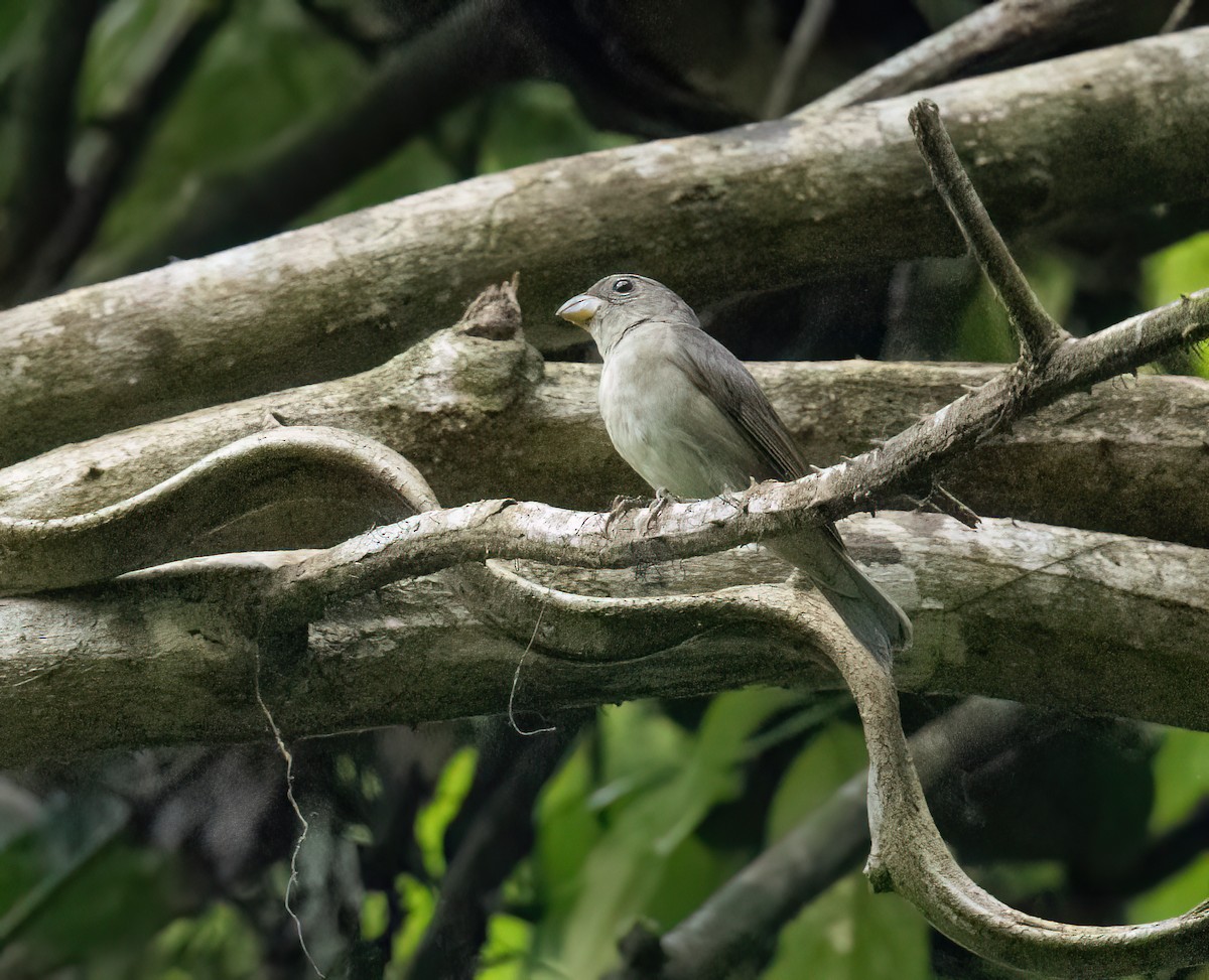 Semillero Pizarroso - ML645210442