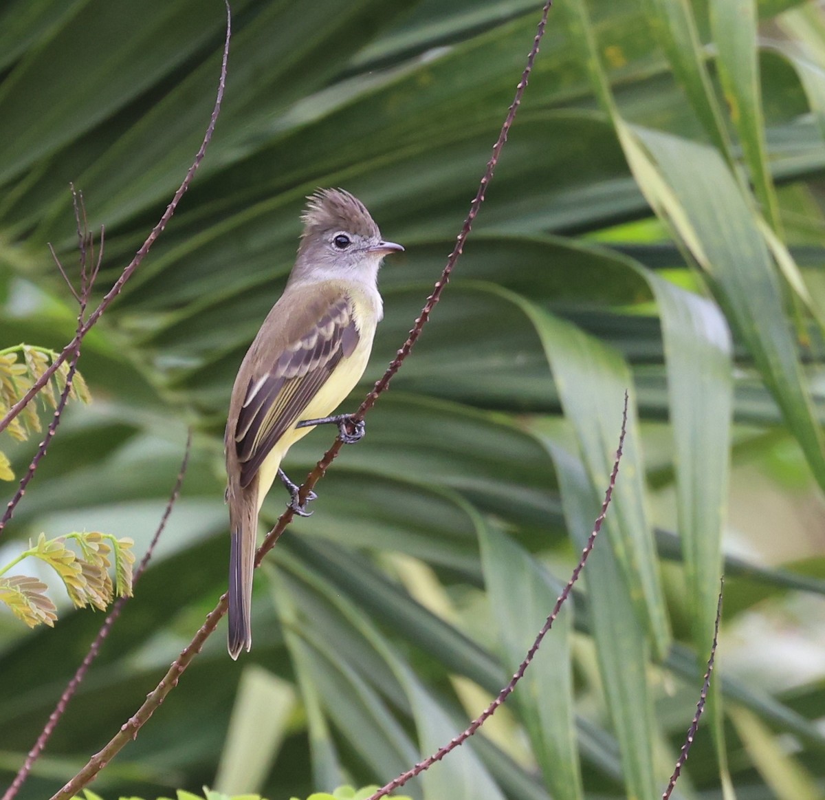 Желтобрюхая эления - ML645210443