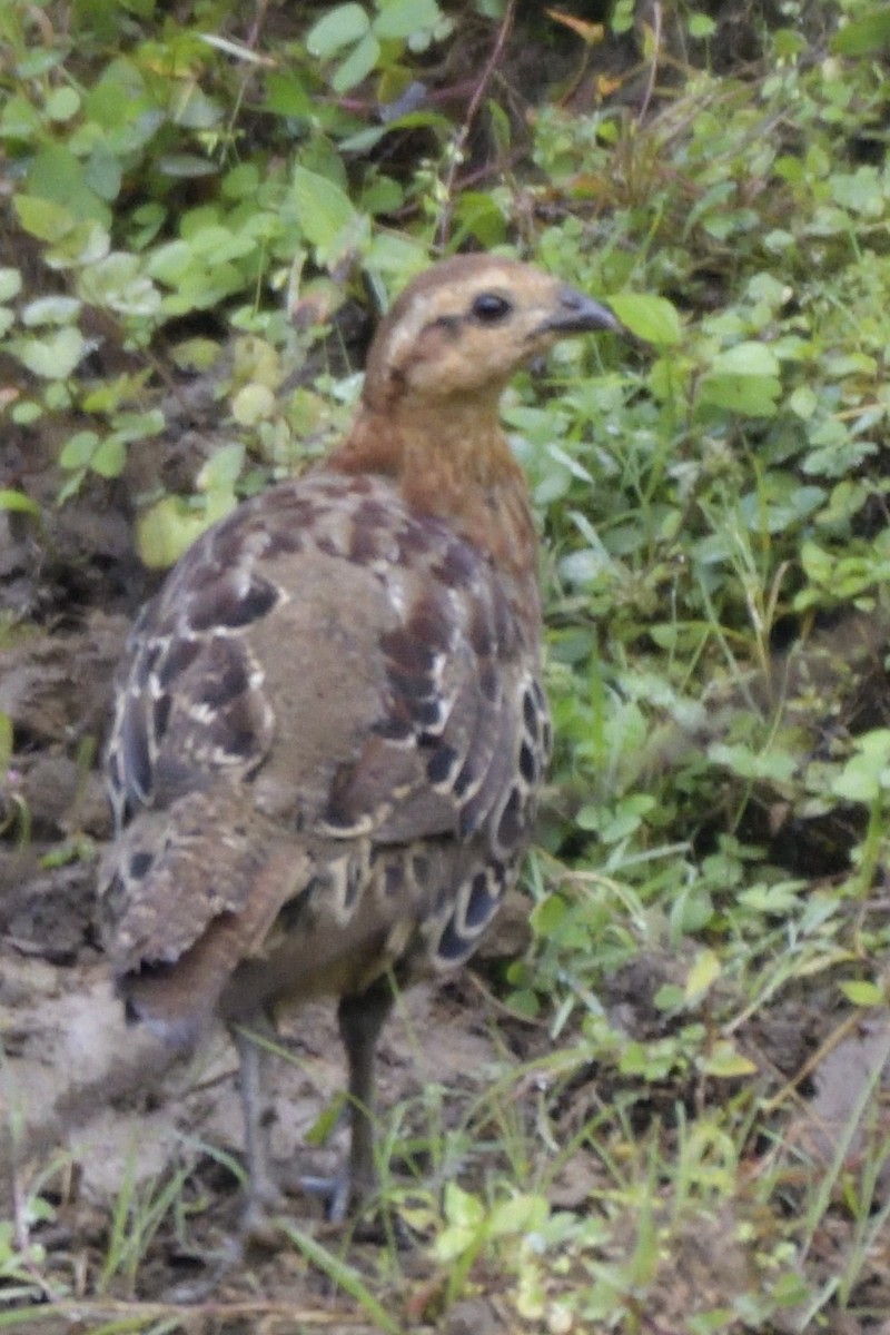 Gelbbrauen-Bambushuhn - ML645210446