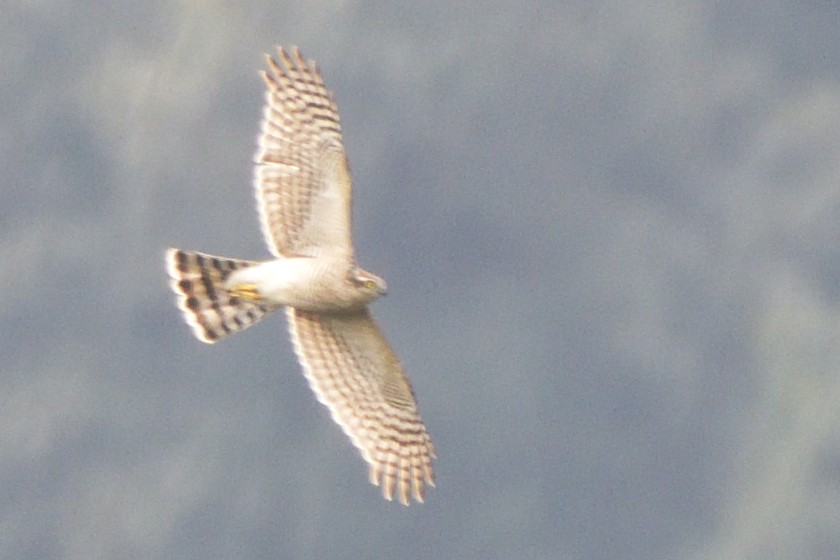 Gavilán Besra - ML645210452