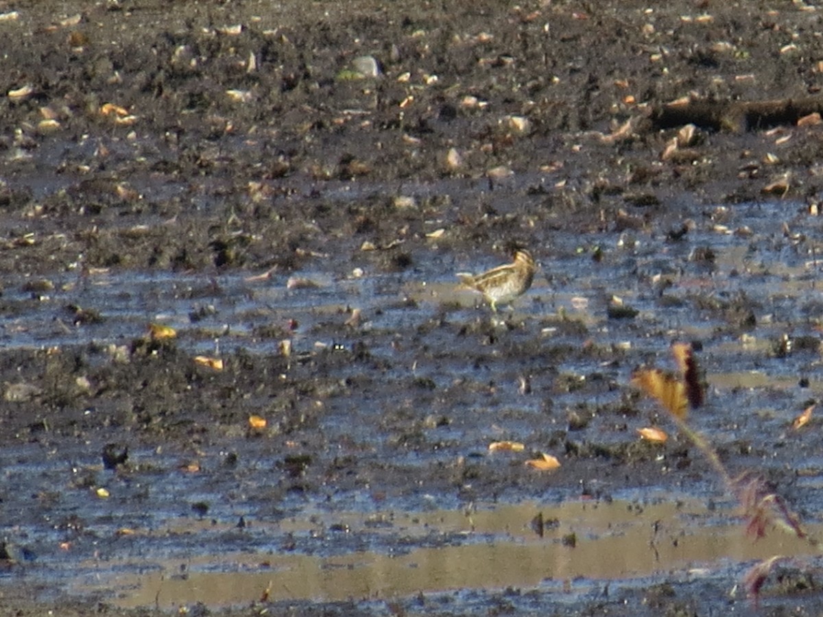 Wilson's Snipe - ML645210458