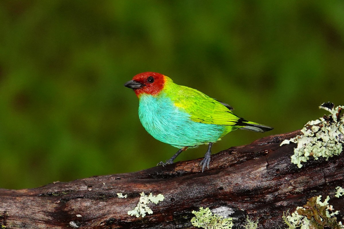 Tangara Cabecibaya - ML645210460