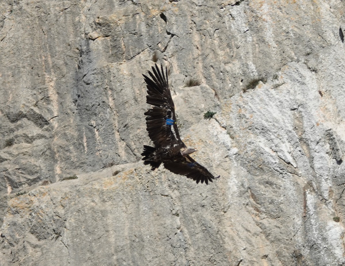 sup krahujový - ML645210462