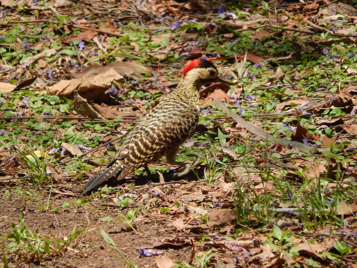 Черноусый дятел - ML645210487