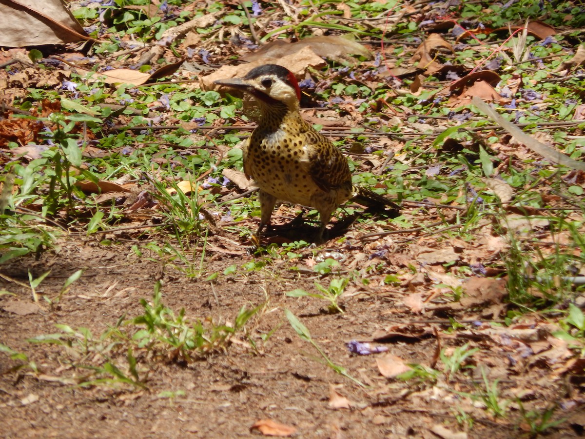 Черноусый дятел - ML645210488