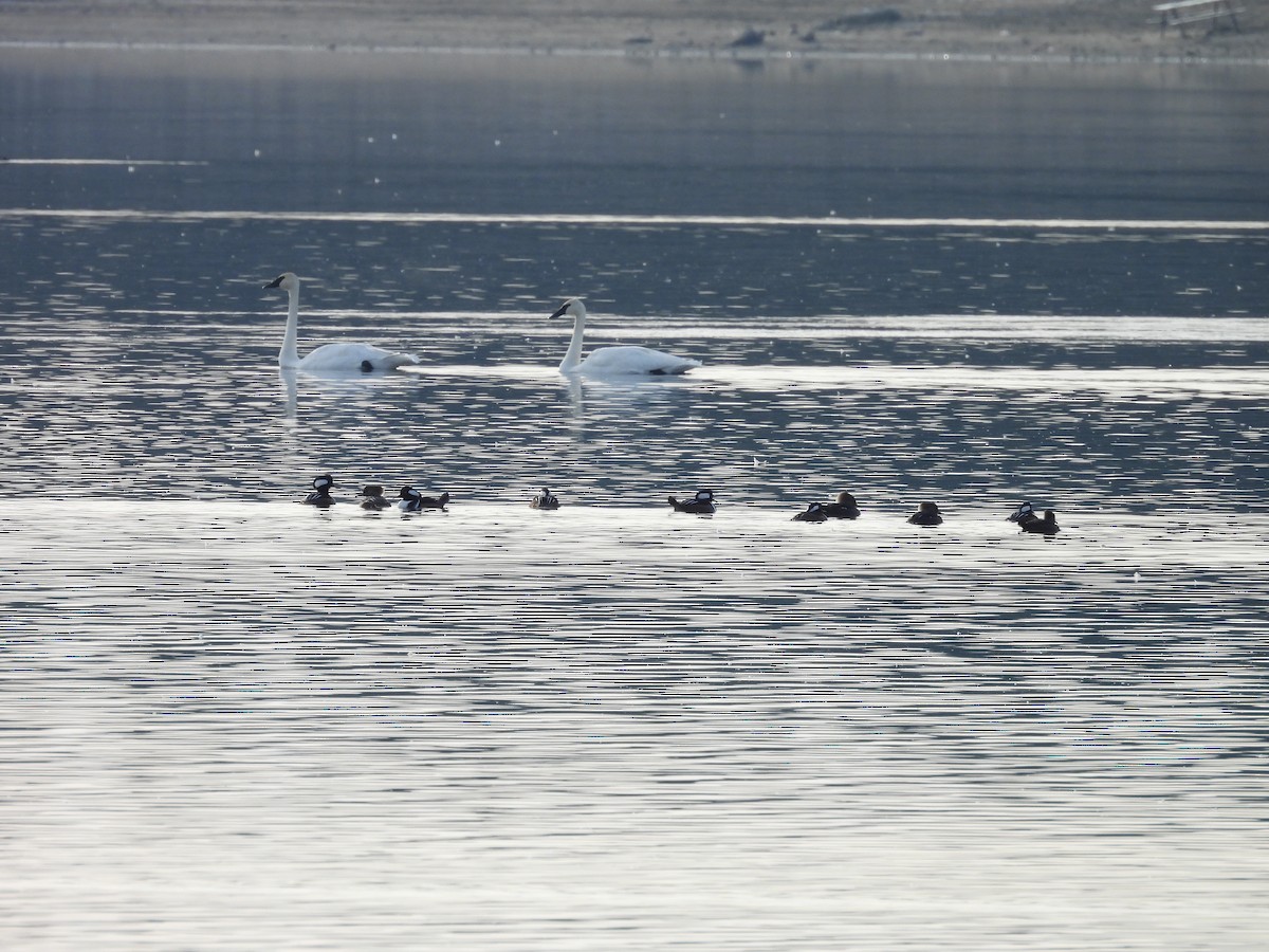 Beltxarga tronpetaria - ML645210511