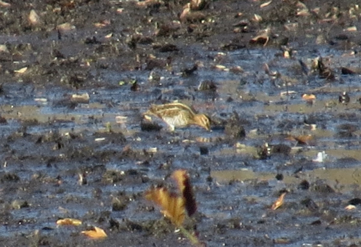 Wilson's Snipe - ML645210527