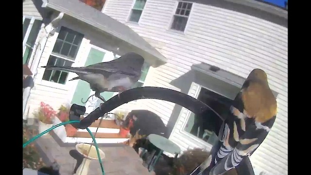 Юнко сірий (підвид hyemalis/carolinensis) - ML645210528