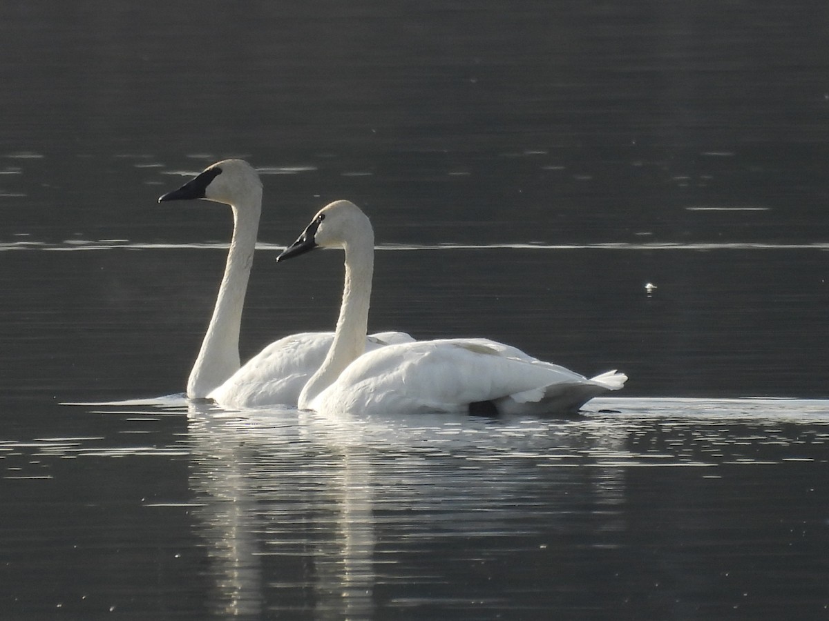 Beltxarga tronpetaria - ML645210541