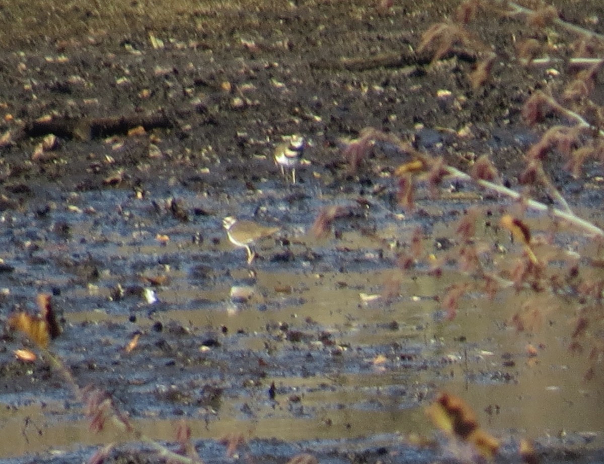 Killdeer - ML645210542